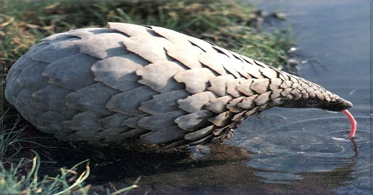 A pangolin with its body covered in gray, overlapping scales is partially submerged in water, its long snout and pink tongue…