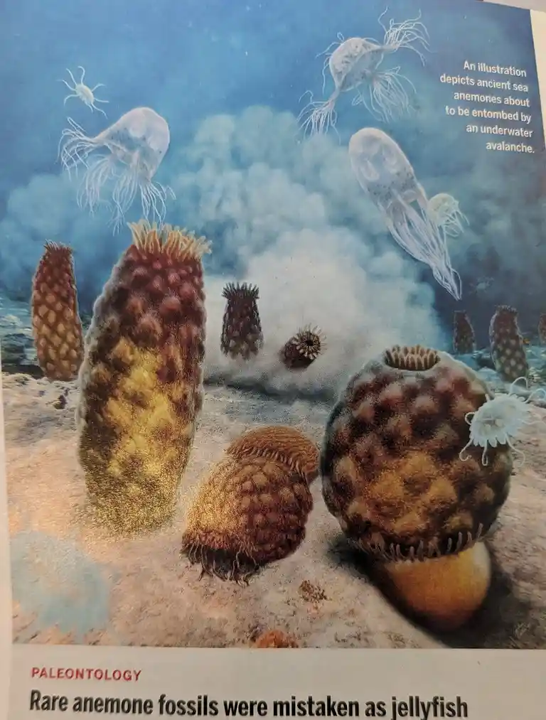 An illustration shows ancient sea anemones on a seabed with translucent jellyfish-like creatures floating above, accompanied…