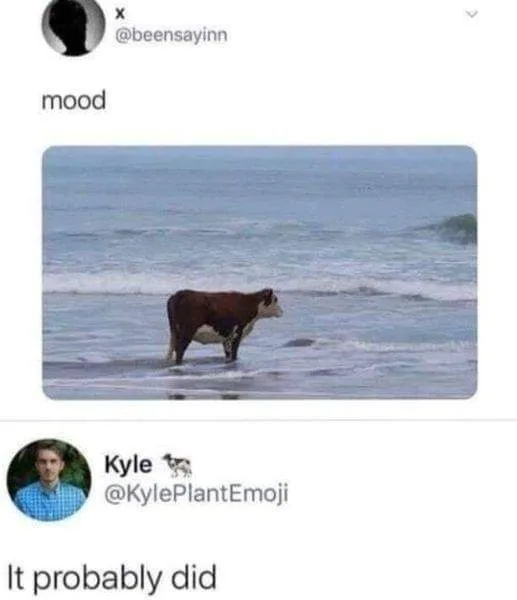 A brown and white cow stands calmly in shallow ocean water as waves roll in. Above the image, a tweet from @beensayinn reads…