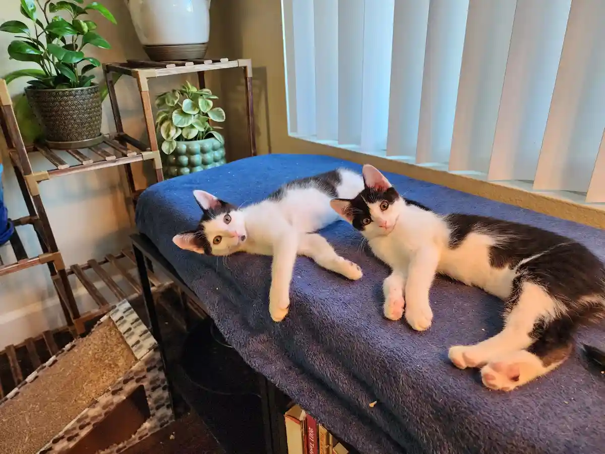 Two black-and-white kittens lie relaxed on a blue blanket atop a piece of furniture, looking directly at the camera. The…