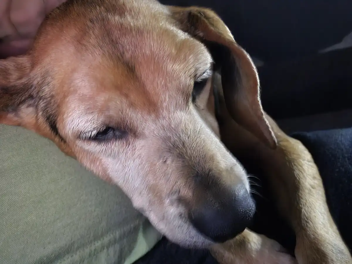 A close-up photo shows a brown and tan dog with droopy ears resting its head on a person's lap, one eye half-closed in a…