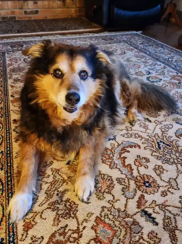 A fluffy, medium-sized dog with brown, black, and white fur lies on a patterned rug in a living room, looking directly at…