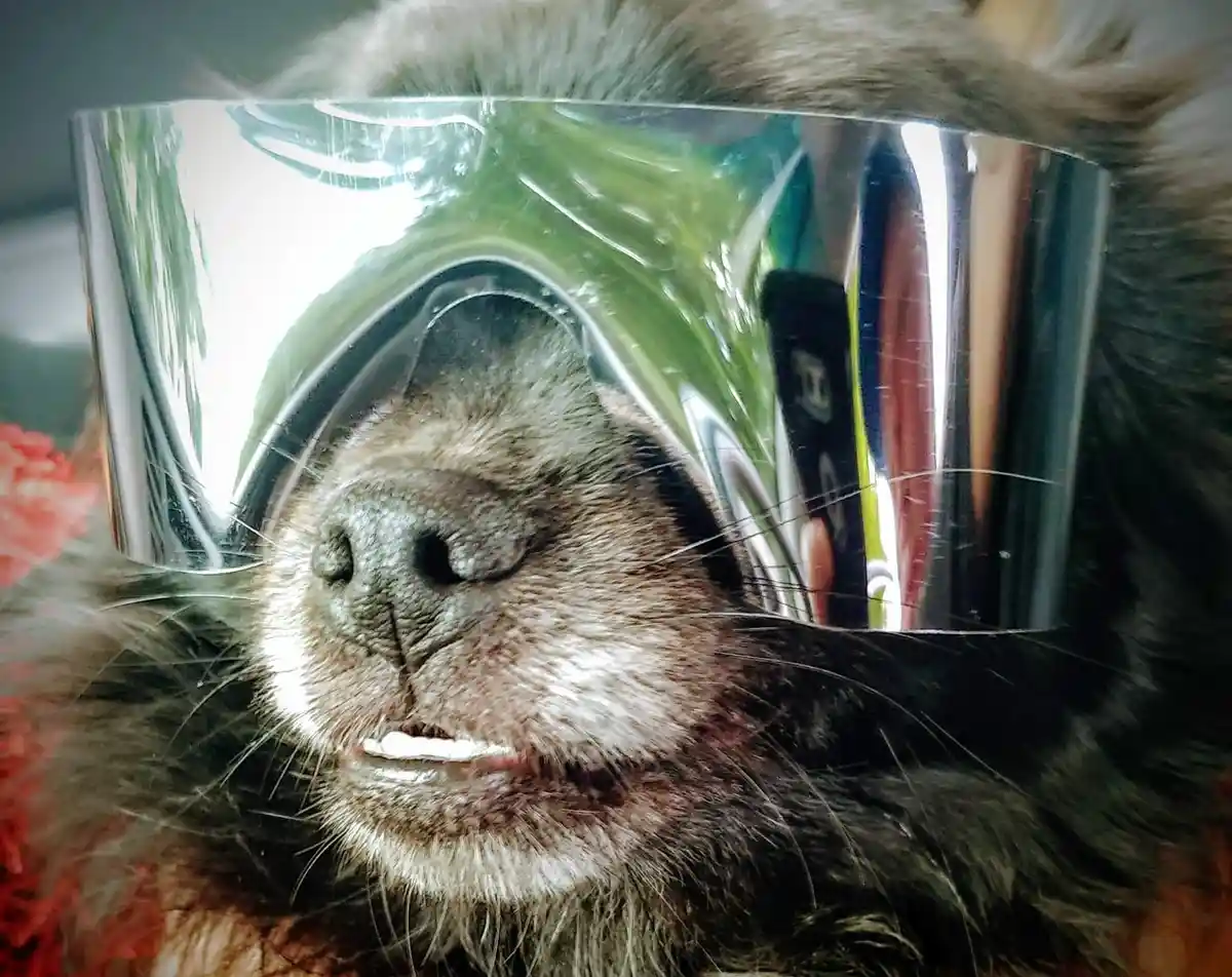 A close-up photo of a fluffy, dark-furred cat with its mouth slightly open, wearing a large, shiny chrome mask that covers…