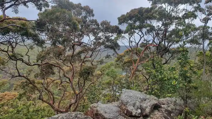 A scenic photo of a forested hillside with gnarled trees and large rocks in the foreground under an overcast sky. Overlaid…