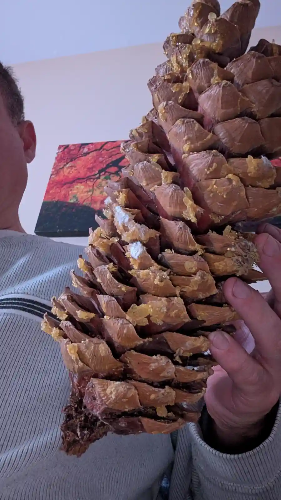 A person holds a very large, brown pinecone covered in sticky, golden pine resin, with a small amount of white powder on it…
