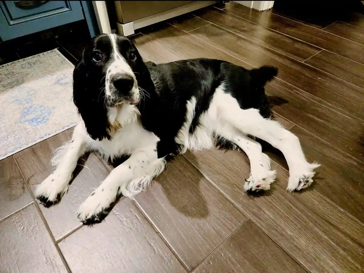 A black and white dog with long floppy ears and a speckled white chest lies sprawled on a dark wood floor, looking directly…