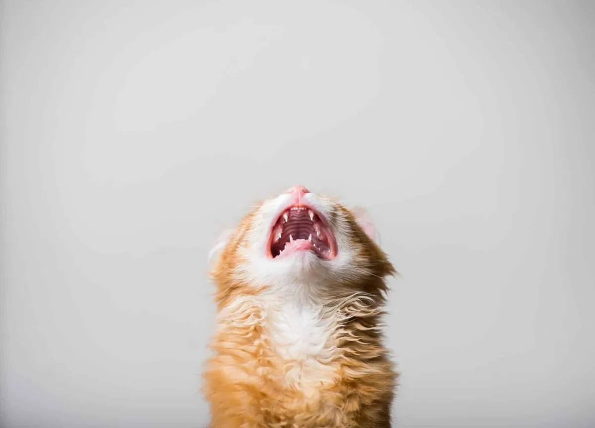 A close-up of an orange and white cat with its head tilted back and mouth wide open, revealing its teeth and tongue against…