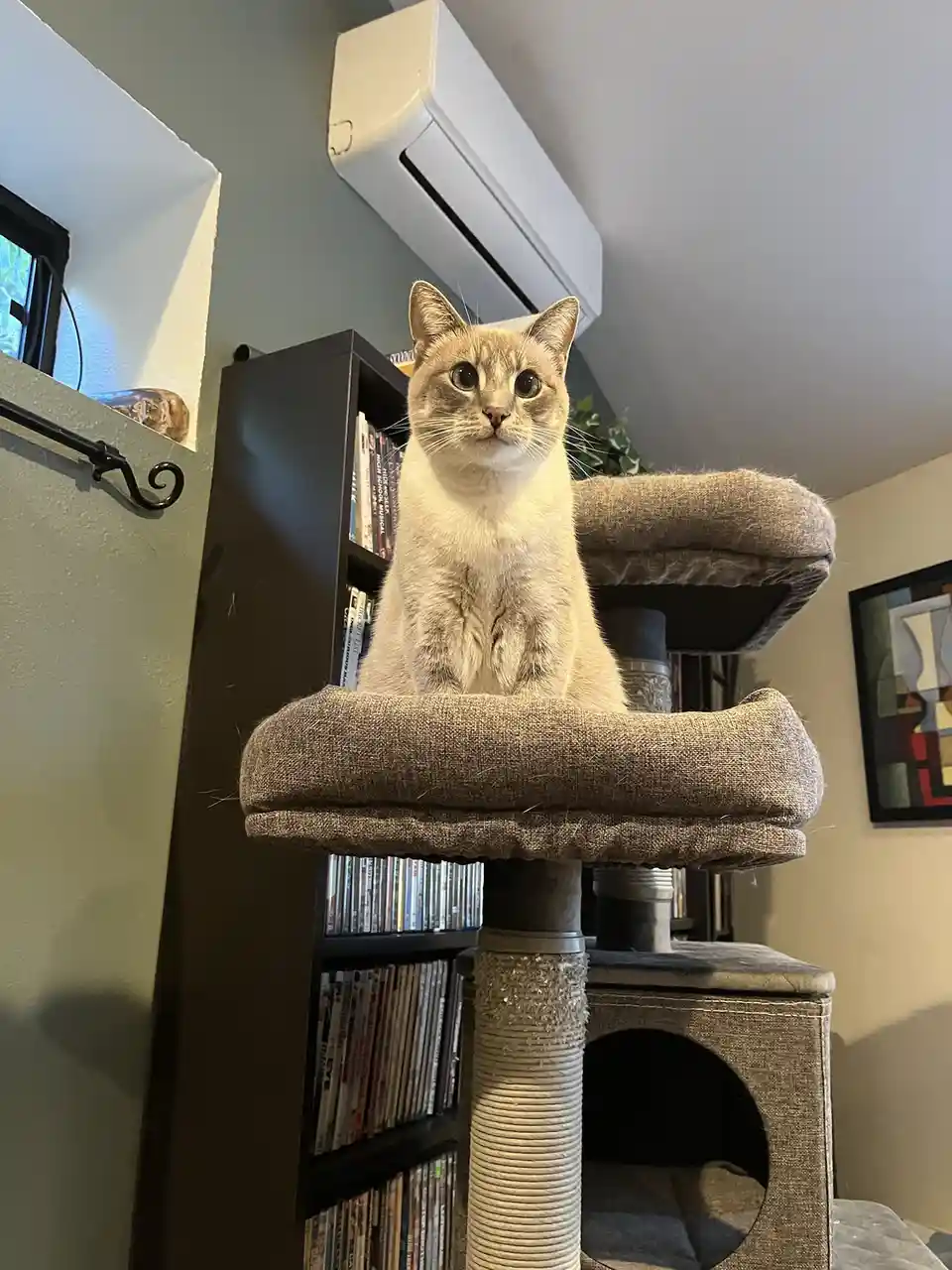 A light-colored cat with wide, alert eyes sits upright on the top platform of a multi-level cat tree in a home. Behind the…
