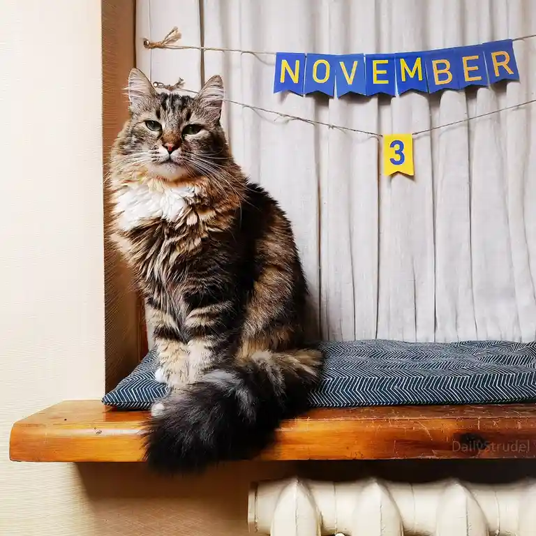 A fluffy tabby cat with a white chest sits regally on a wooden windowsill cushion, looking directly at the camera with a…