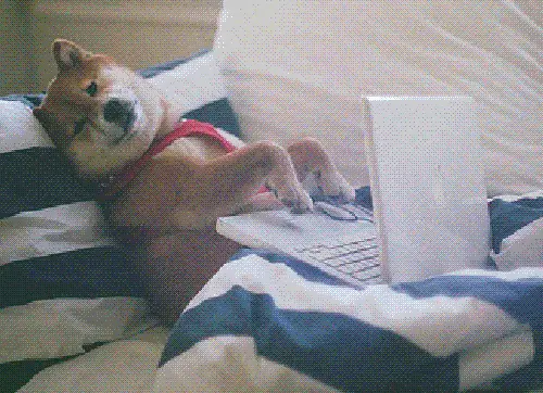 A shiba inu dog wearing a red harness lies on a bed with striped sheets, its paws resting on a white laptop keyboard. The…