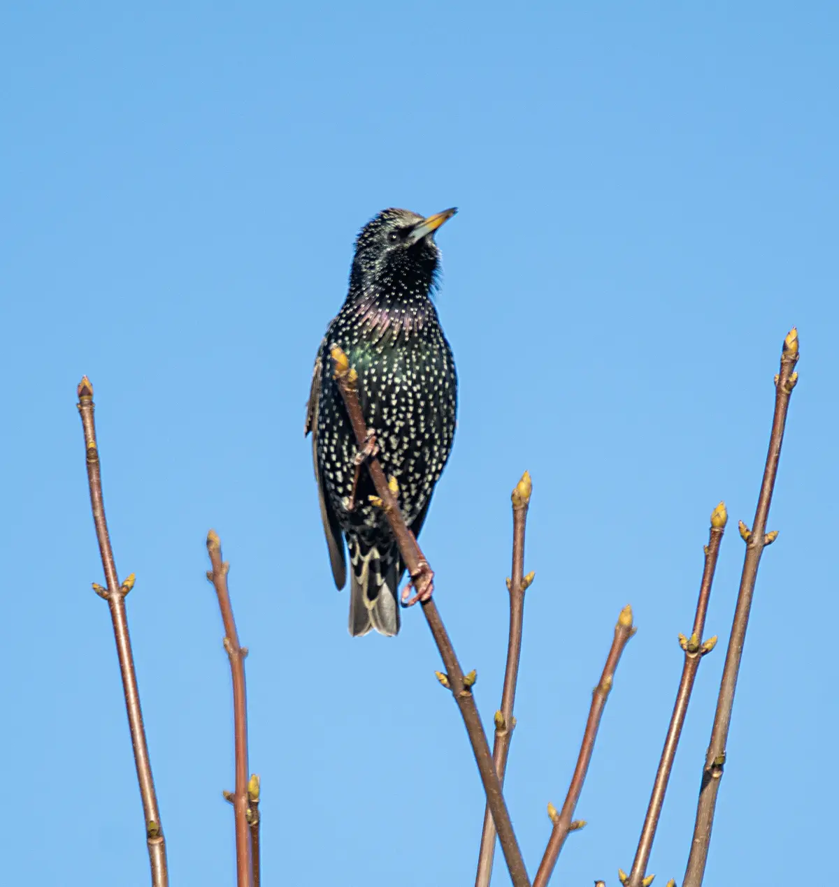A starling with iridescent feathers and white spots perches on a bare branch against a clear blue sky, its beak slightly…