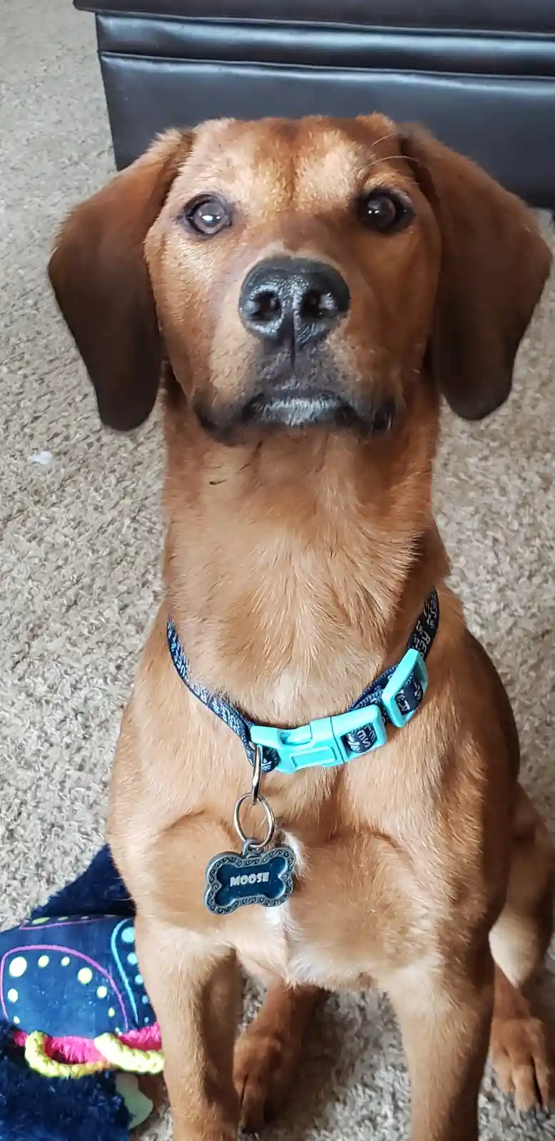 A brown dog with floppy ears and a black nose sits on a beige carpet, looking directly at the camera with a slightly…