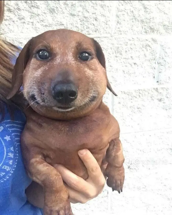 A close-up photo shows a brown dachshund being held by a person wearing a blue shirt, with the dog's face and upper body…
