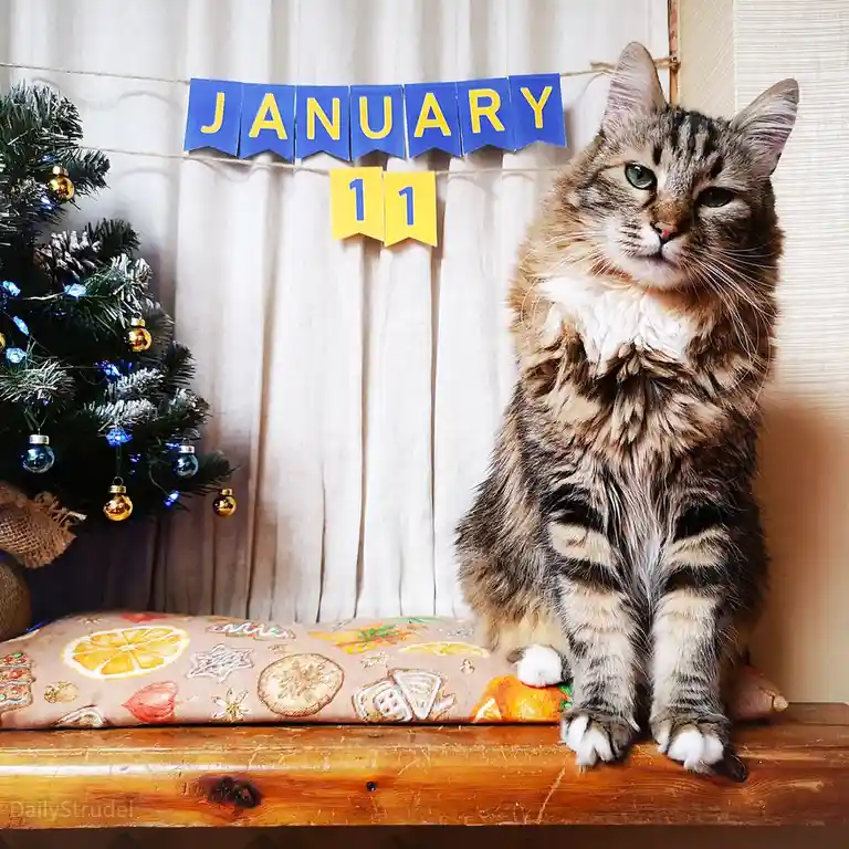 A fluffy tabby cat sits regally on a wooden surface beside a small decorated Christmas tree, with a blue banner reading…