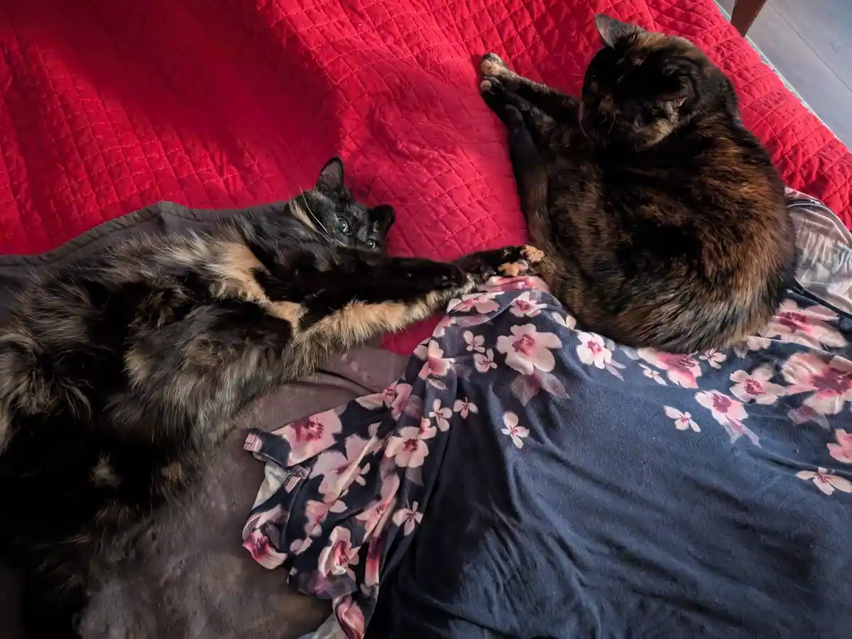 Two tortoiseshell cats are lounging on a red quilted bedspread, one lying on a floral blanket and the other on a dark…