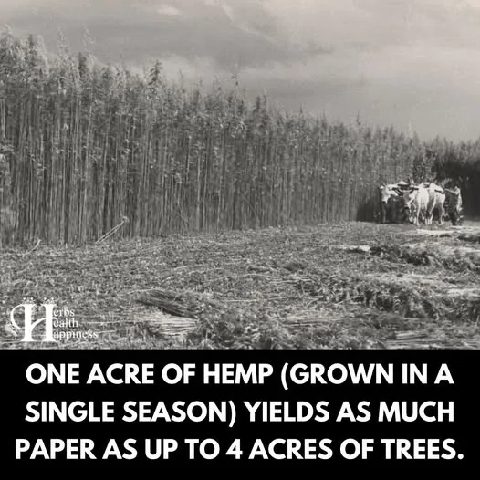 A black and white photo shows a field with tall, dense hemp stalks on the left and a group of cattle grazing on the right. A…