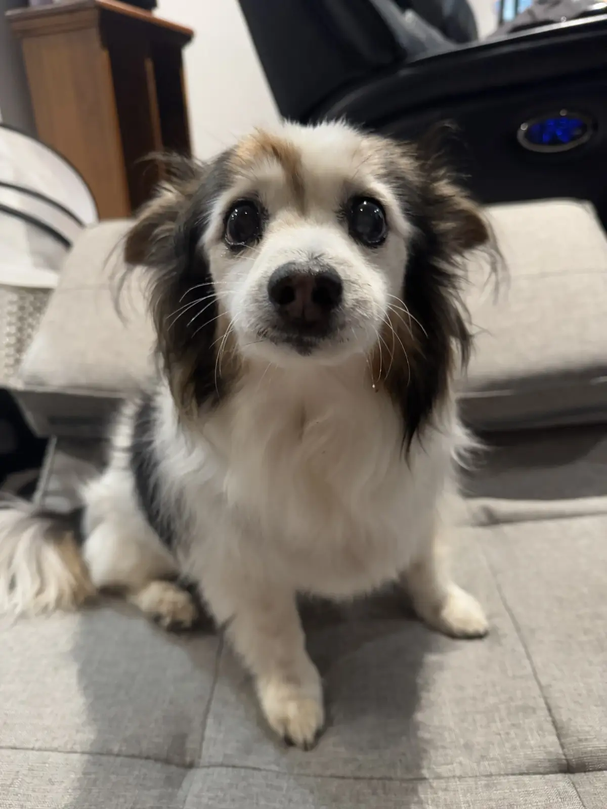 Daily Dose of Cuteness: My Dog Panko