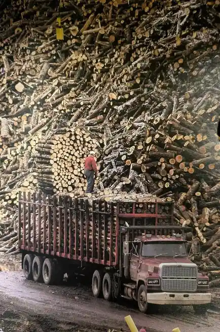 A large red logging truck is piled high with logs, with a worker in a red shirt and white hard hat standing on top. Behind…