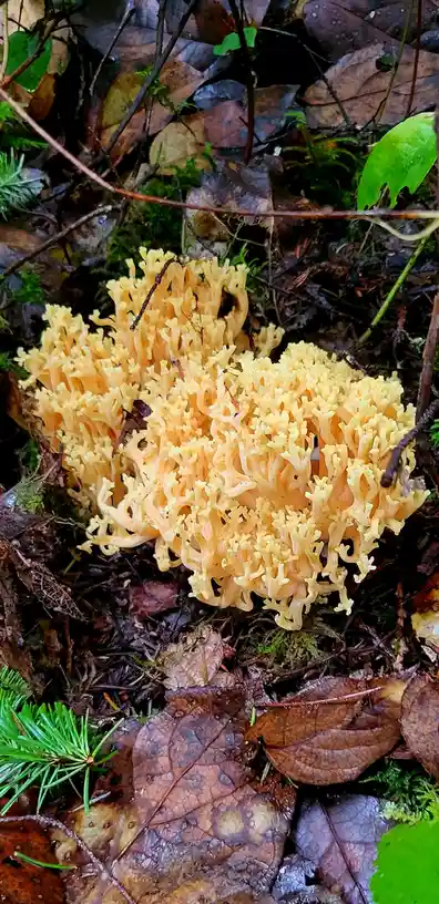 A close-up photo shows a bright yellow-orange coral fungus with intricate, branching structures growing on a forest floor…
