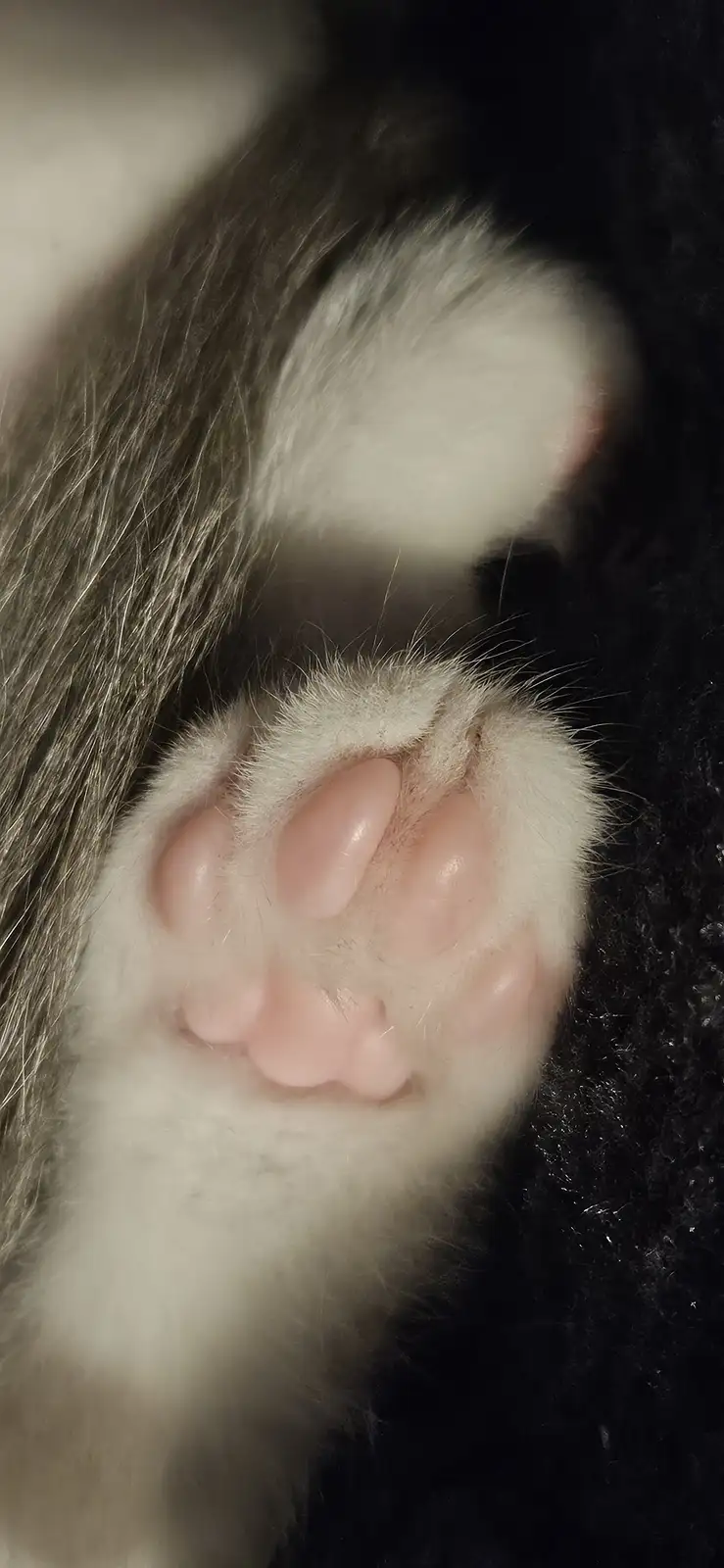 A close-up photo shows the underside of a cat's paw, revealing soft white fur, pink paw pads, and dark grey fur on the leg…
