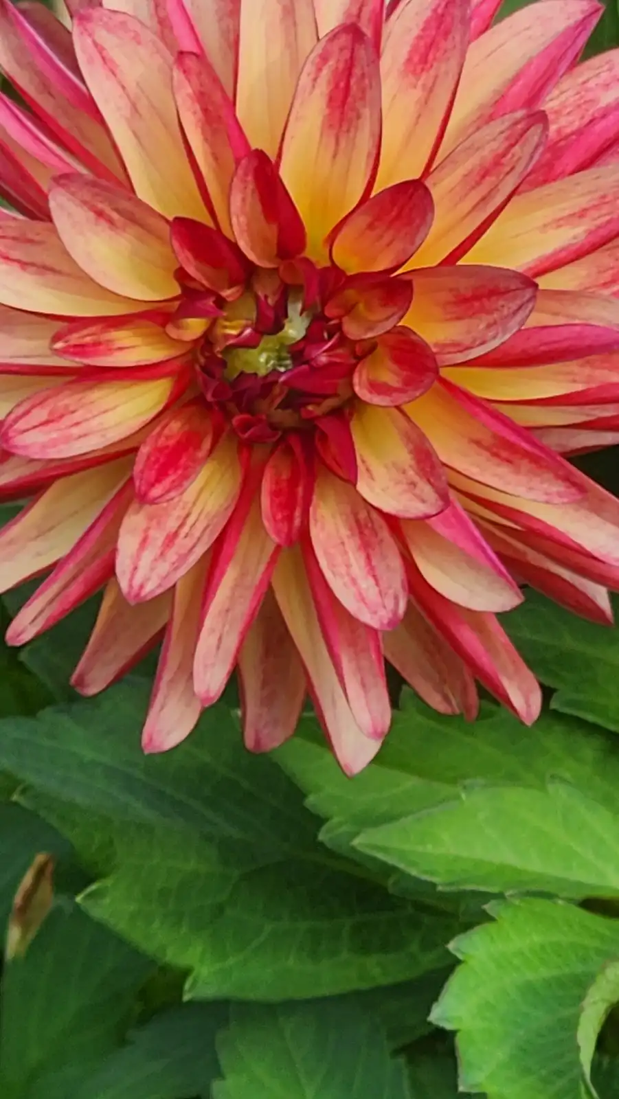 A close-up photo shows a vibrant dahlia flower with petals that transition from yellow at the center to pink and red at the…
