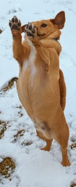 A tan dog stands upright on its hind legs in a snowy field, front paws raised as if waving or begging. The dog's body is…