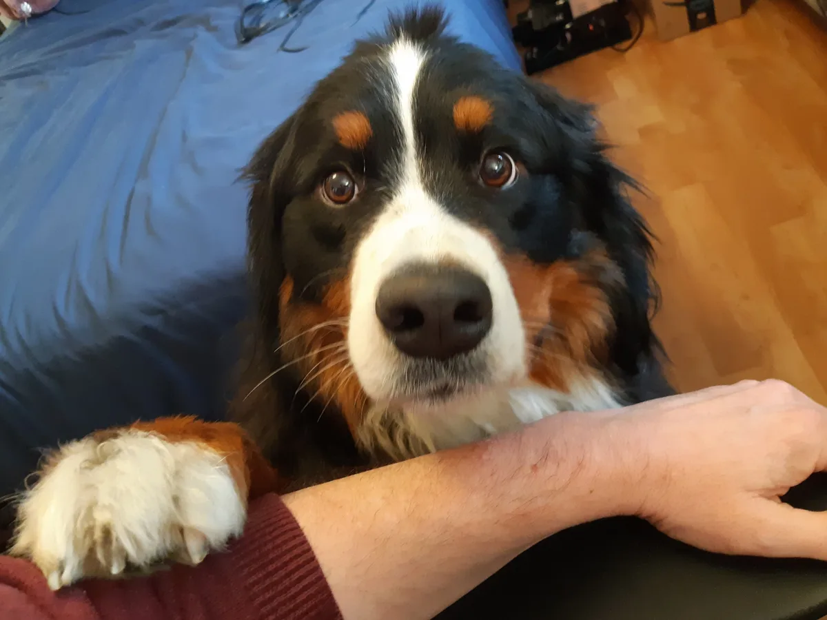 A close-up photo shows a Bernese Mountain Dog with black, white, and rust-colored fur, looking directly at the camera with…