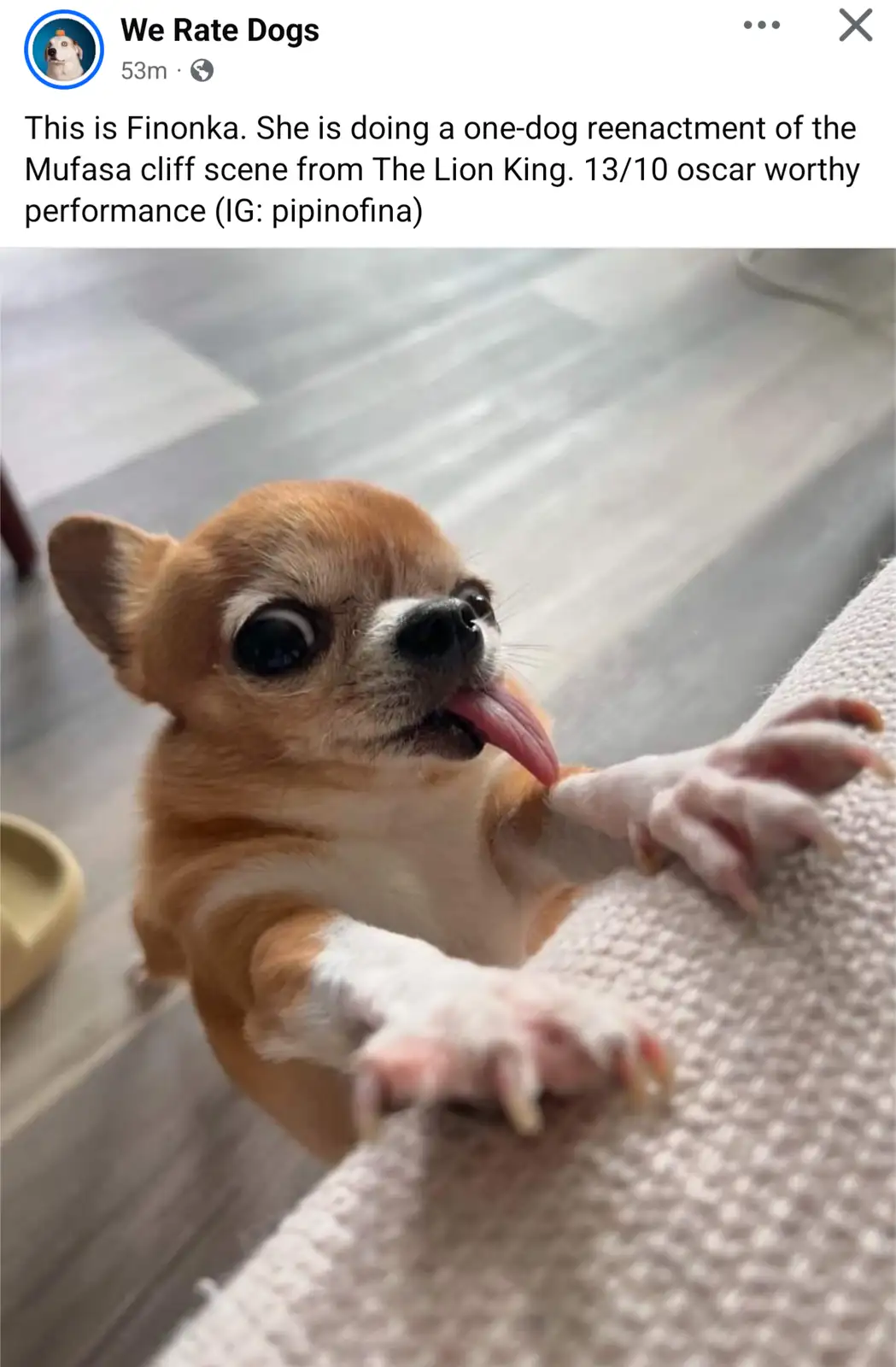 A small chihuahua with large eyes and a pink tongue sticking out is gripping the edge of a textured fabric surface with both…