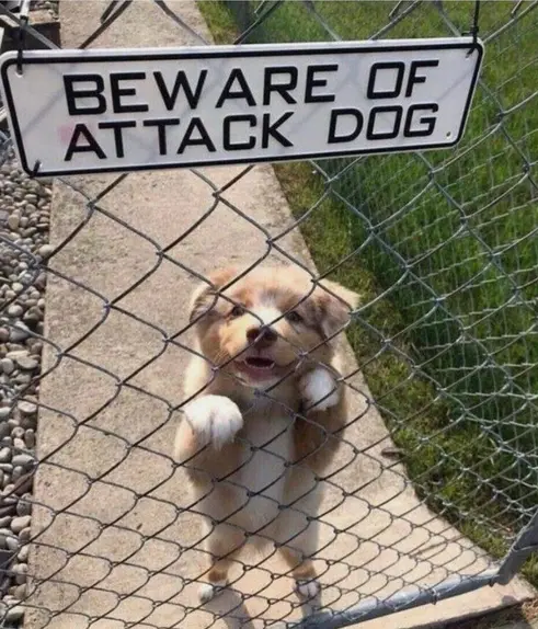 A small, fluffy, light-brown puppy with white paws is standing on its hind legs behind a chain-link fence, looking up with…