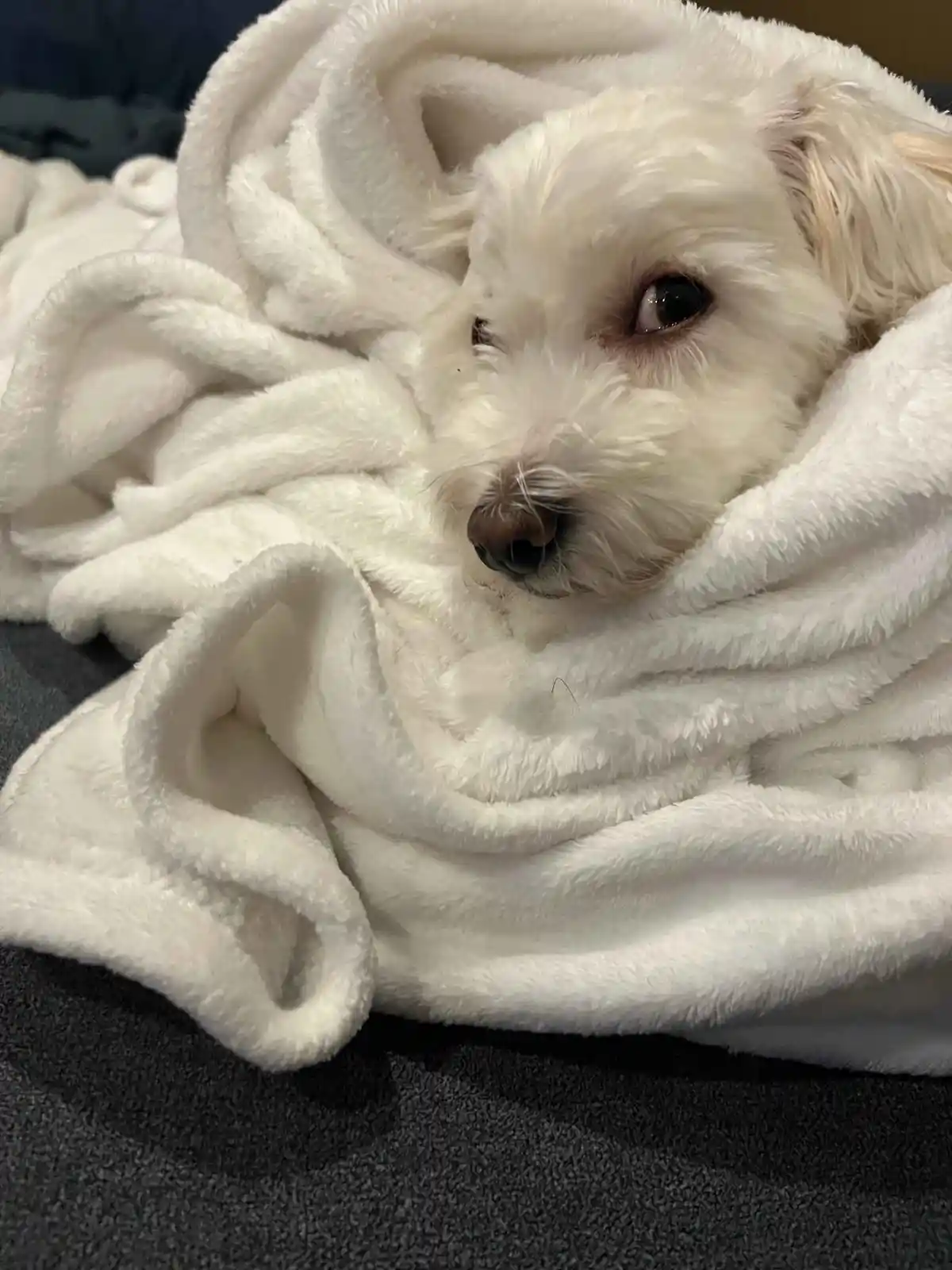 A small white fluffy dog with one eye partially closed is wrapped snugly in a thick white blanket, looking sleepy and cozy…
