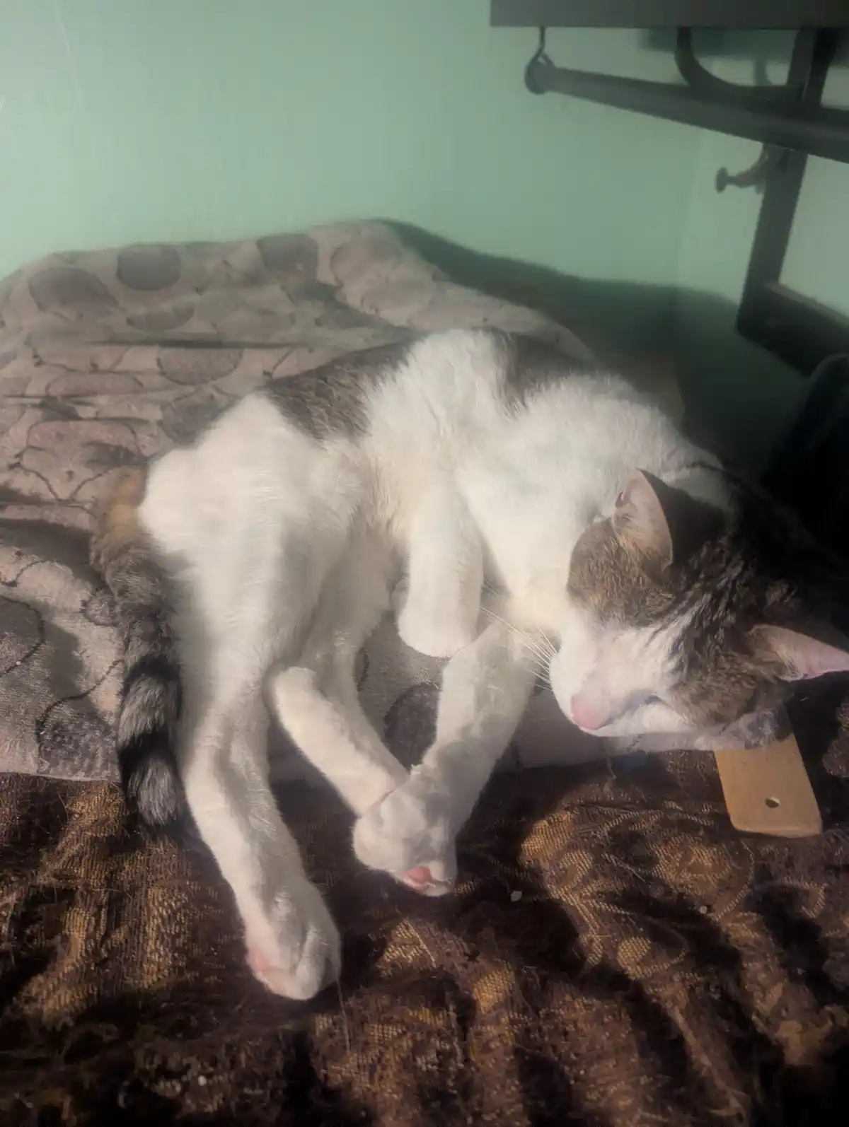 A white and gray tabby cat is curled up and sleeping soundly on a patterned bedspread, with one paw tucked under its chin…