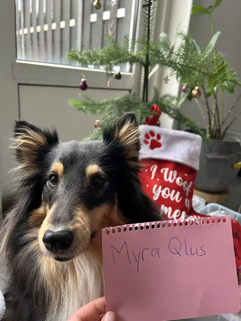 A fluffy black and tan dog, likely a Rough Collie, looks directly at the camera while holding a pink notepad with 'Myra…