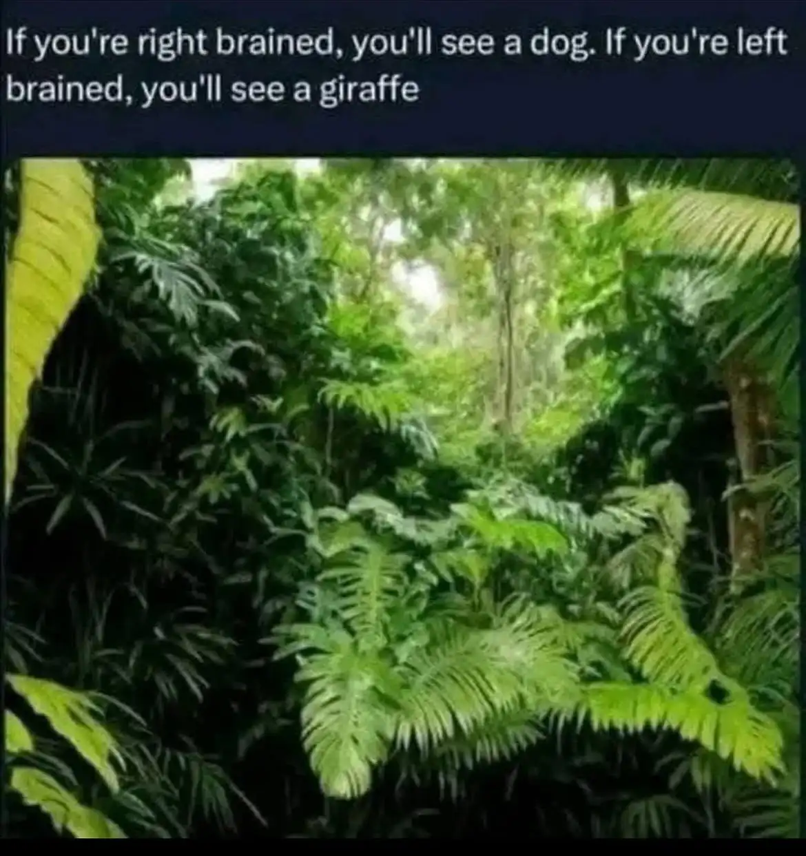 The image shows a dense, green jungle scene filled with ferns and tropical foliage. Overlaid text claims that right-brained…