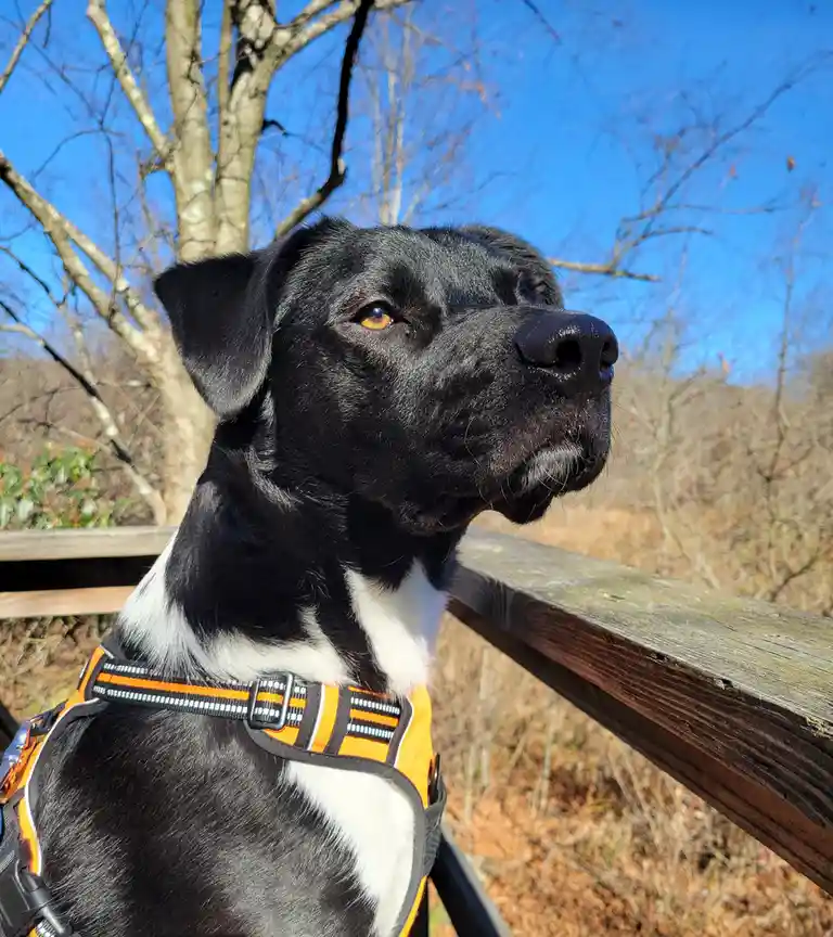 A black and white dog with amber eyes, wearing an orange and black harness, is pictured outdoors on a wooden railing against…