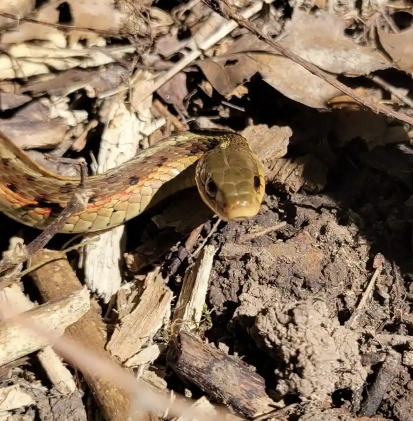 A close-up photo of a small snake with a yellowish-green head and patterned body coiled among dry leaves and twigs on the…