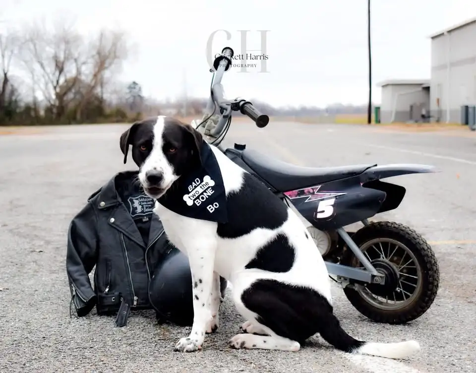 A black and white dog sits on asphalt next to a small motorcycle, wearing a black bandana with white text that reads 'BAD…