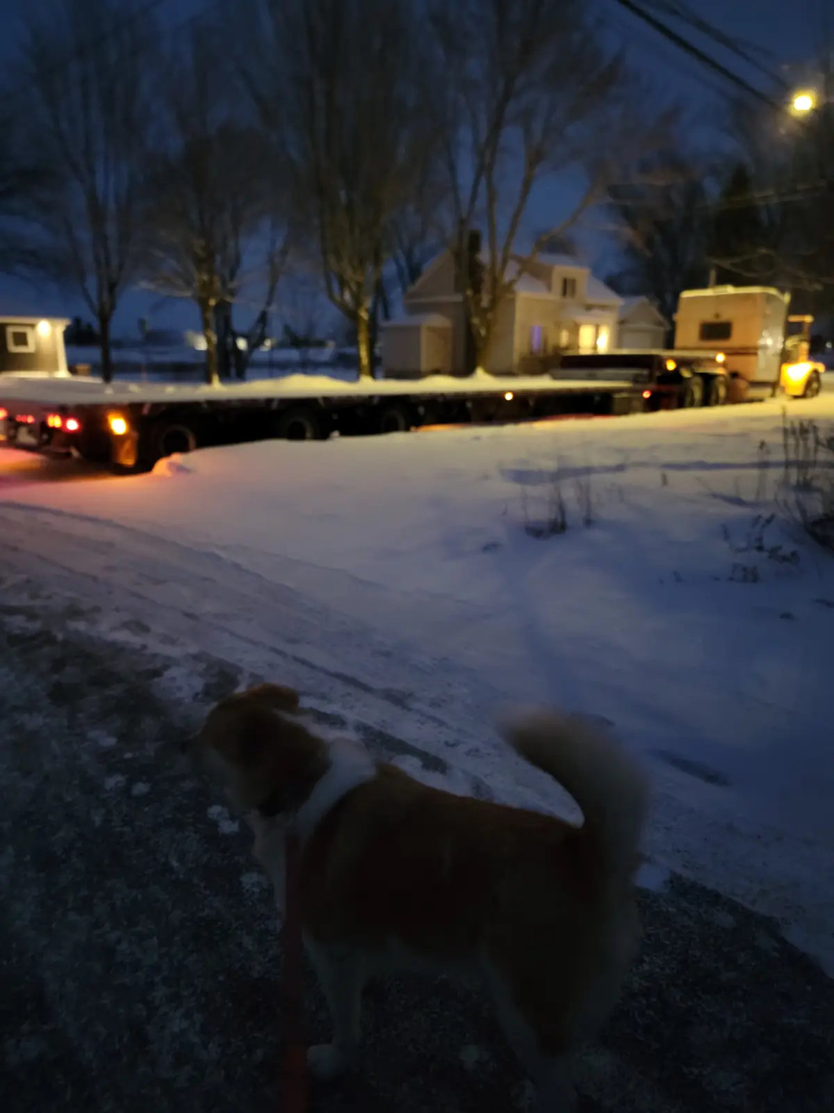 A blurry photo taken at night in a snowy residential area shows a brown and white dog on a leash in the foreground, looking…