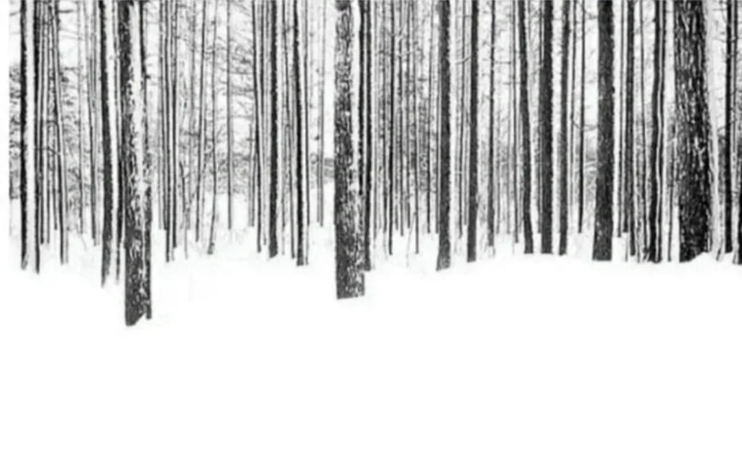 A black-and-white image shows numerous tree trunks in a snowy forest, appearing to hang upside down from the top of the…