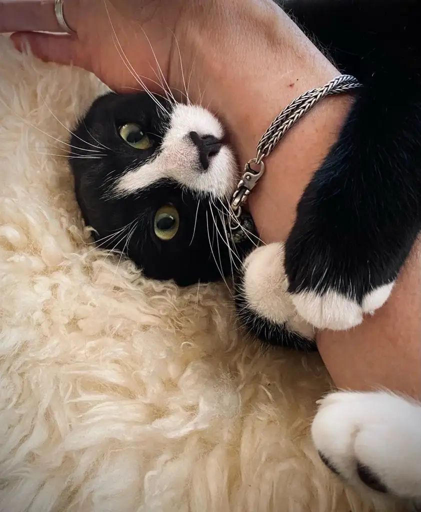 A black-and-white cat with green eyes lies on a fluffy white rug, looking up at a person's arm. The cat's front paws are…