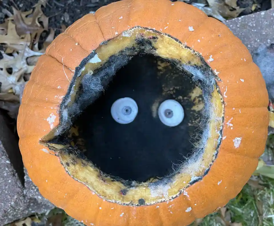 A top-down view of an orange pumpkin with a large, irregularly shaped hole cut into its top, revealing the dark interior…