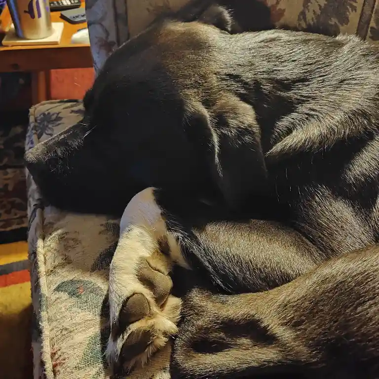 A black and tan dog is curled up sleeping on a patterned couch, its head resting on its paw. In the background, a wooden…