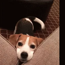 A beagle dog is shown in six sequential frames, peeking over the edge of a couch with a pleading or hopeful expression. Its…