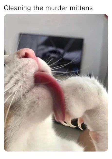 A close-up photo of a white cat with a pink nose and long whiskers, licking its own paw. The cat's paw is extended, showing…