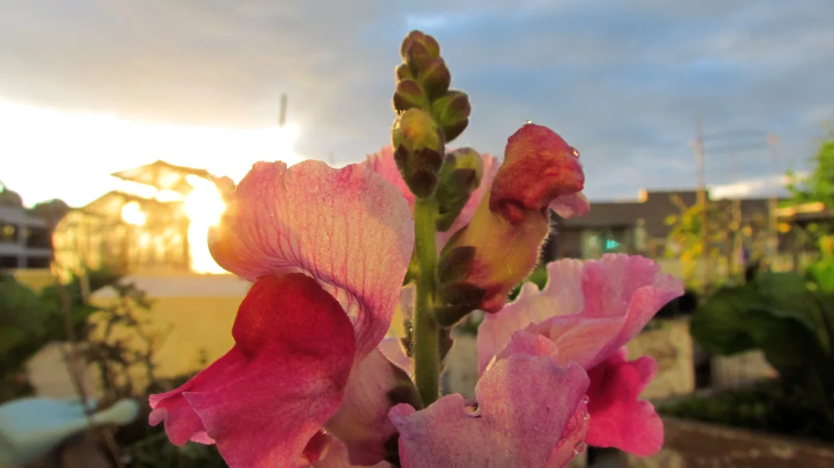 A close-up photo of pink and red snapdragon flowers with dewdrops, backlit by a bright sun setting behind blurry houses and…