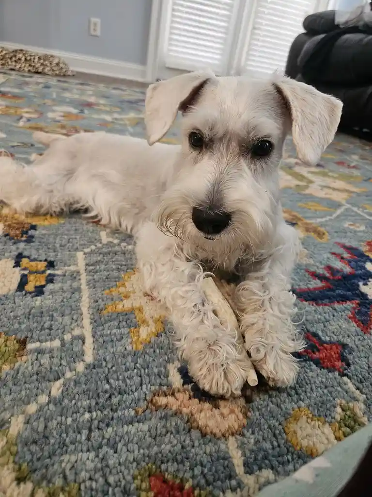 A white, fluffy dog with floppy ears and a scruffy beard lies on a patterned rug, holding a bone-shaped chew toy between its…