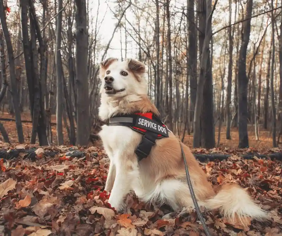 A fluffy, light brown and white dog wearing a black and red harness labeled 'SERVICE DOG' sits in a forest covered in fallen…