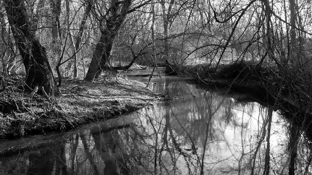 A black-and-white photograph of a quiet, leafless forest stream with bare branches reflected in the water. The image has…