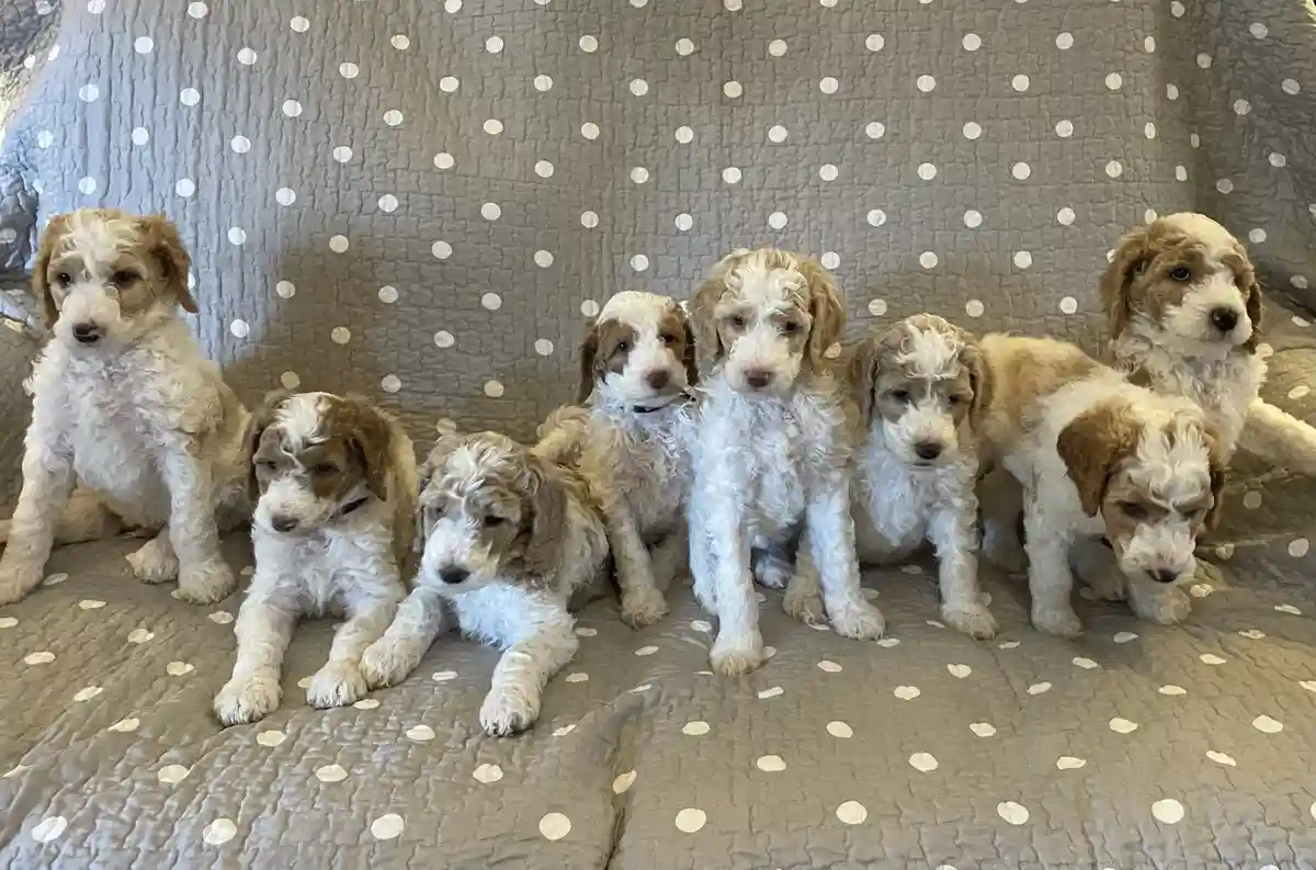 Seven fluffy, curly-haired puppies with white and brown markings sit on a gray polka-dot quilted blanket. They are arranged…