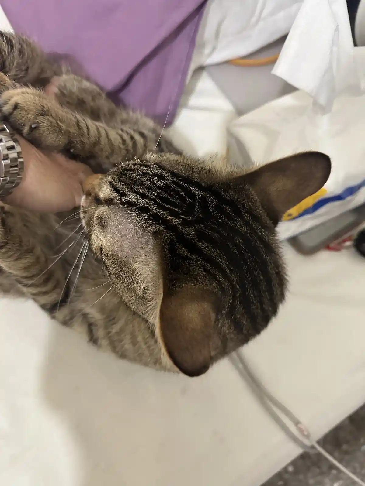 A tabby cat is lying on its back with its paws wrapped around a human hand wearing a silver watch, appearing relaxed and…