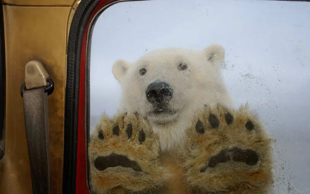 A polar bear presses its large paws against the inside of a vehicle's window, looking directly at the camera with a…